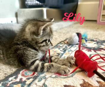 Lily -  Domestic Short Hair Cat for Adoption in Mooresville, North Carolina - Lily | PetCurious