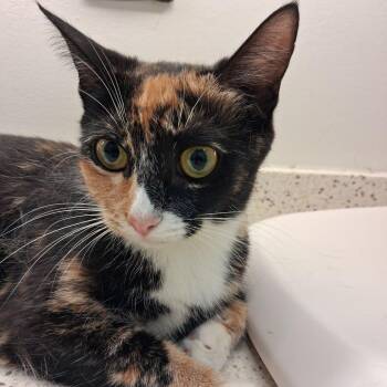 Cersei -  Domestic Short Hair Cat for Adoption in Auburn, Alabama - Cersei | PetCurious