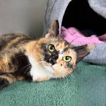 Domestic Short Hair Cats Available for Adoption in State College, Pennsylvania - Drew | PetCurious