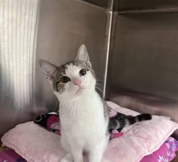 Gracie Lou -  Domestic Short Hair Cat for Adoption in Scottsdale, Arizona - Gracie Lou | PetCurious