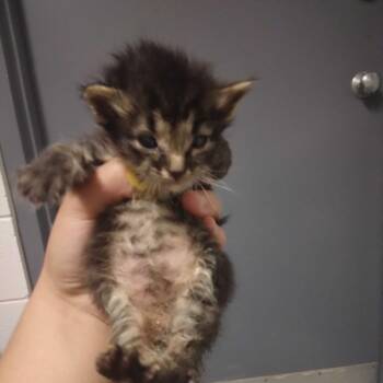 SideSwipe -  Domestic Medium Hair Cat for Adoption in Spruce Pine, North Carolina - SideSwipe | PetCurious
