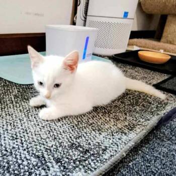 Ivory -  Domestic Short Hair Cat for Adoption in Medina, Ohio - Ivory | PetCurious