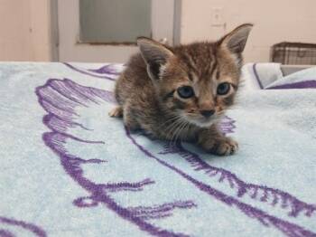 A2477452 -  Domestic Short Hair Cat for Adoption in Fort Lauderdale, Florida - A2477452 | PetCurious
