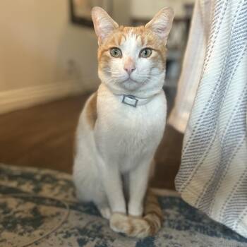 Domestic Short Hair Cats Available for Adoption - BB | PetCurious