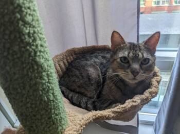 Rice MUST BE ADOPTED WITH EGG -  Domestic Short Hair Cat for Adoption in Toronto, Ontario - Rice MUST BE ADOPTED WITH EGG | PetCurious