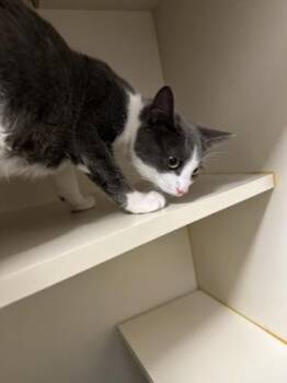 Minchi -  Domestic Short Hair Cat for Adoption in Fairfax, Virginia - Minchi | PetCurious