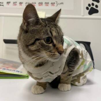 Domestic Short Hair Cats Available for Adoption - Tambourine | PetCurious