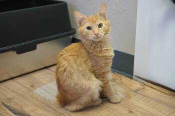 Mufasa II -  Domestic Long Hair Cat for Adoption in Fountain Hills, Arizona - Mufasa II | PetCurious