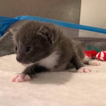 Pippa -  American Shorthair and Domestic Short Hair Cat for Adoption in Silver Spring, Maryland - Pippa | PetCurious