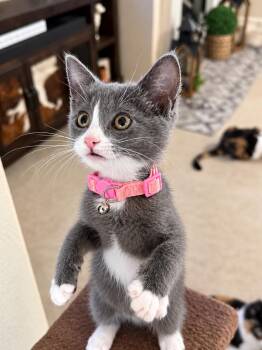 Gidget -  Tuxedo Cat for Adoption in Fresno, California - Gidget | PetCurious