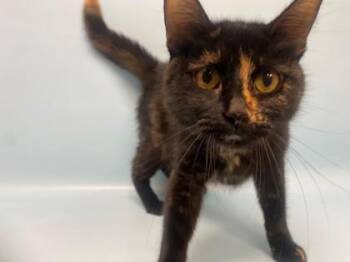 Vacuum -  Domestic Short Hair Cat for Adoption in Golden Valley, Minnesota - Vacuum | PetCurious
