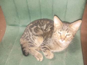 Halfsy -  Domestic Short Hair Cat for Adoption in Niles, Michigan - Halfsy | PetCurious
