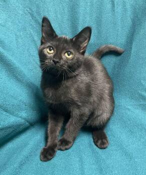 Wednesday -  Domestic Short Hair Cat for Adoption in Jackson, Michigan - Wednesday | PetCurious