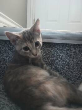 Libby -  Domestic Short Hair Cat for Adoption in Ogden, Utah - Libby | PetCurious