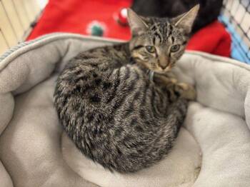 Domestic Short Hair Cats Available for Adoption - Tibbs | PetCurious