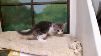 DUKE -  Domestic Short Hair Cat for Adoption in Houston, Texas - DUKE | PetCurious
