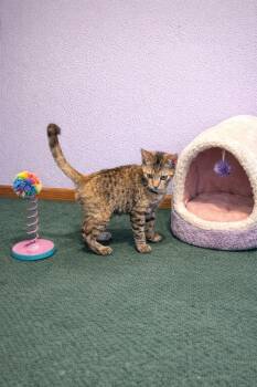 Domestic Short Hair Cats Available for Adoption - Jill  | PetCurious