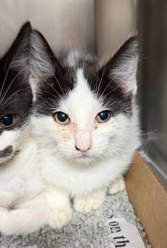 Evey -  Domestic Short Hair Cat for Adoption in Cincinnati, Ohio - Evey | PetCurious
