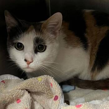 Domestic Short Hair Cats Available for Adoption in Hampton Bays, New York - Ivy | PetCurious