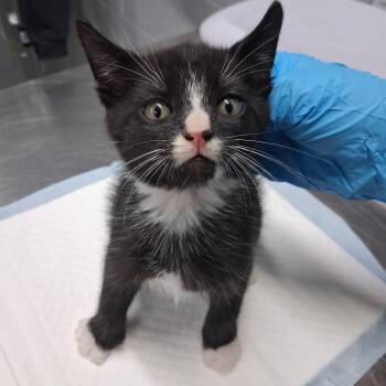 Phantom -  Domestic Short Hair Cat for Adoption in Summerville, South Carolina - Phantom | PetCurious