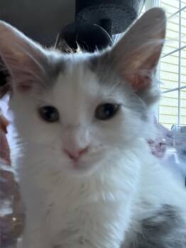 Dior -  Domestic Short Hair Cat for Adoption in Wayne, New Jersey - Dior | PetCurious