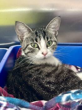 Danica -  Domestic Short Hair Cat for Adoption in Ferndale, Michigan - Danica | PetCurious