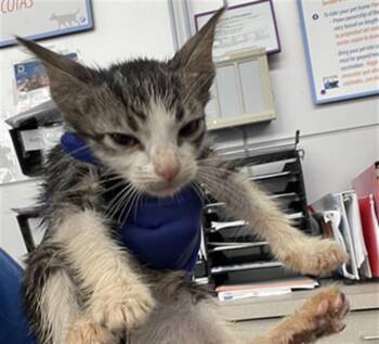 BUTTERS -  Domestic Short Hair Cat for Adoption in Dallas, Texas - BUTTERS | PetCurious