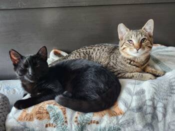 American Shorthair Cats Available for Adoption in Bonaire, Georgia - Carter & Tucker | PetCurious
