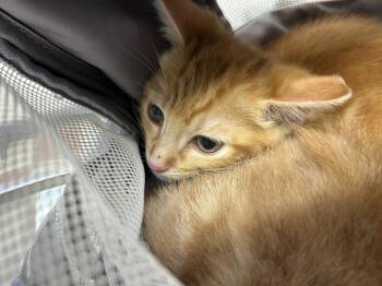 Oliver -  Domestic Short Hair Cat for Adoption in Ontario, California - Oliver | PetCurious