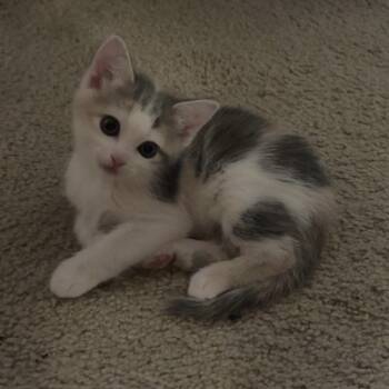 Rescue Domestic Short Hair Cats for Adoption in Crookston, Minnesota - Faith | PetCurious