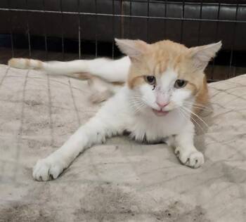 GOLDBERG -  Domestic Short Hair Cat for Adoption in San Antonio, Texas - GOLDBERG | PetCurious