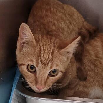 Cheese U1295 -  Domestic Short Hair Cat for Adoption in Salt Lake City, Utah - Cheese U1295 | PetCurious