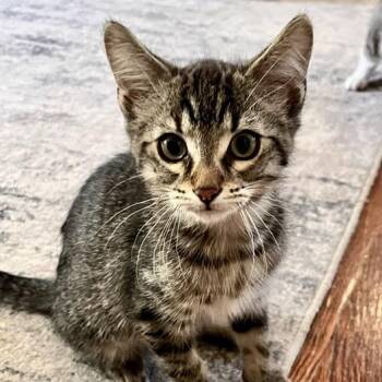 Surfer Dude Denny 56094 -  Domestic Short Hair Cat for Adoption in Eaton Rapids, Michigan - Surfer Dude Denny 56094 | PetCurious