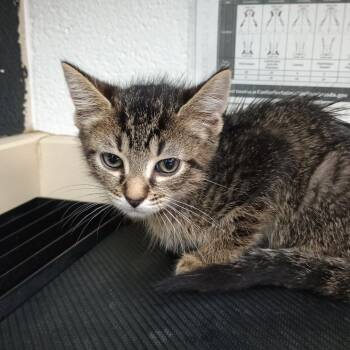 Domestic Short Hair Cats Available for Adoption in Ardmore, Oklahoma - Bowen | PetCurious