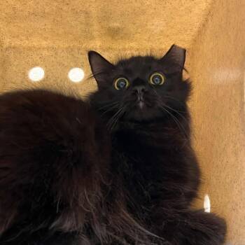 Domestic Medium Hair Cats Available for Adoption in Lyndhurst, Virginia - Kyrenia | PetCurious
