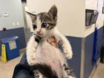 SUMMER -  Domestic Short Hair Cat for Adoption in Doral, Florida - SUMMER | PetCurious