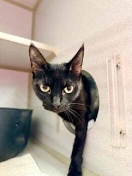 Journey -  Domestic Short Hair Cat Available for Adoption in Winter Haven, Florida - Journey | PetCurious