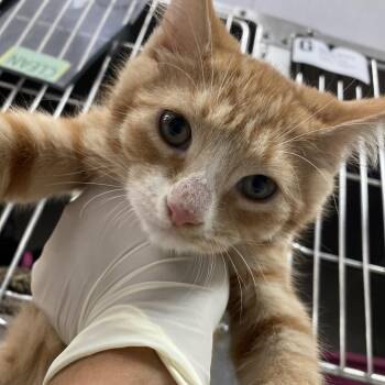 Key Lime -  Domestic Short Hair Cat for Adoption in Lakeland, Florida - Key Lime | PetCurious