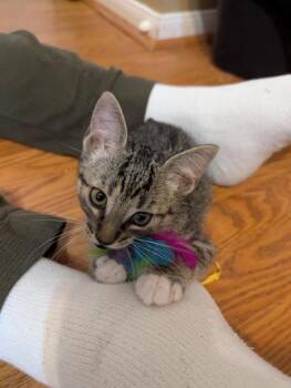 Rescue Domestic Medium Hair and Tabby Cats for Adoption in Liverpool, Texas - Sweet Acacia | PetCurious