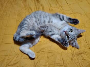 Domestic Short Hair Cats Available for Adoption in Ferndale, Michigan - Spacey Jane | PetCurious