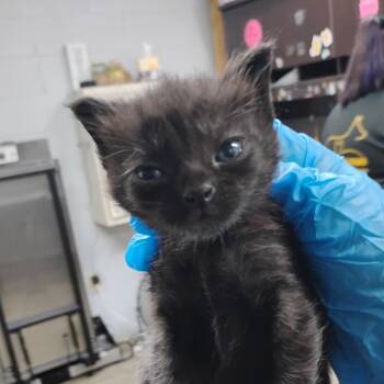 Light -  Domestic Short Hair Cat for Adoption in Summerville, South Carolina - Light | PetCurious