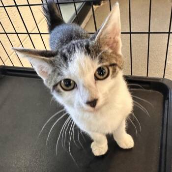 Hearme -  Domestic Short Hair Cat for Adoption in Rocky Mount, Virginia - Hearme | PetCurious