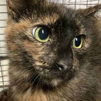 IVHS-A-137659 -  Domestic Short Hair Cat for Adoption in San Gabriel, California - IVHS-A-137659 | PetCurious