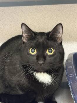 Domestic Short Hair Cats Available for Adoption in Aliquippa, Pennsylvania - RAMOUS | PetCurious