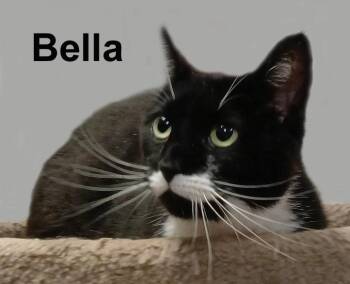Bella Lav.-Gra. (friendly and loving) -  Domestic Short Hair Cat for Adoption in Stowe, Pennsylvania - Bella Lav.-Gra. (friendly And Loving) | PetCurious