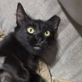 Angelicat -  Domestic Short Hair Cat for Adoption in Bentonville, Arkansas - Angelicat | PetCurious