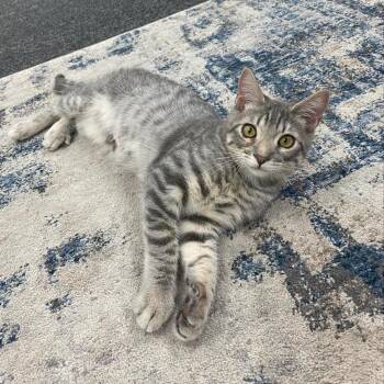 Rescue Tabby and Domestic Medium Hair Cats for Adoption in Morgan Hill, California - Cosmos | PetCurious