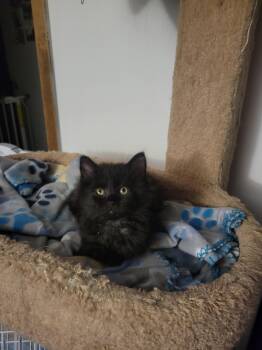 Rescue Domestic Medium Hair Cats for Adoption - Zona | PetCurious