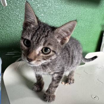 SELENITE -  Domestic Short Hair Cat for Adoption in Kyle, Texas - SELENITE | PetCurious