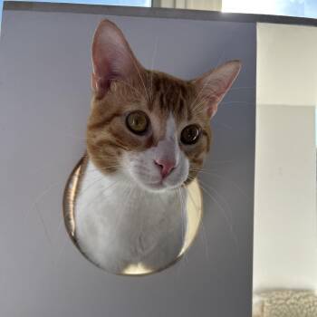 Mr. Nubbin -  Domestic Short Hair Cat for Adoption in Mankato, Minnesota - Mr. Nubbin | PetCurious